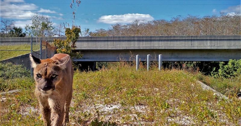 Future Of The Florida Panther: Hope Or Uncertainty?