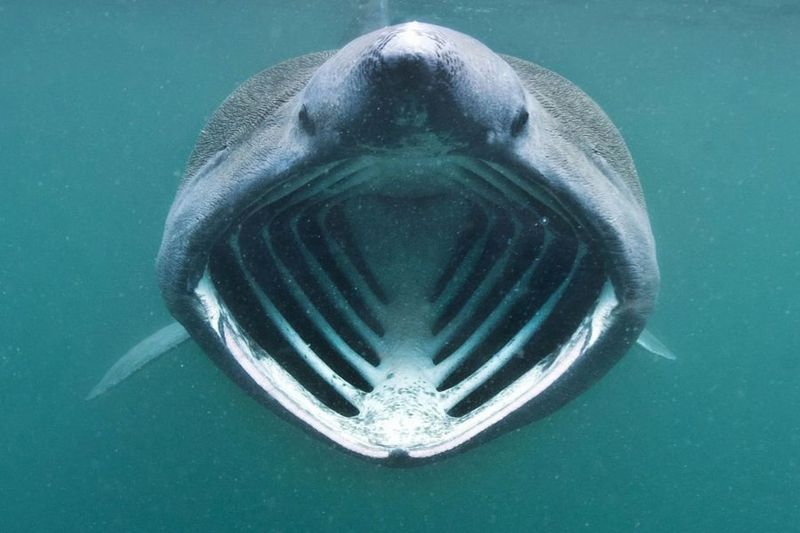 The Basking Shark's Gaping Maw