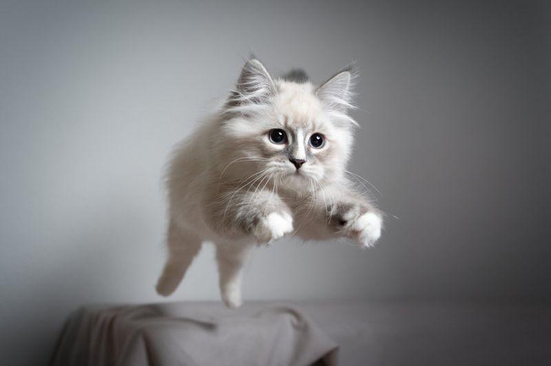 Shake That Treat Bag