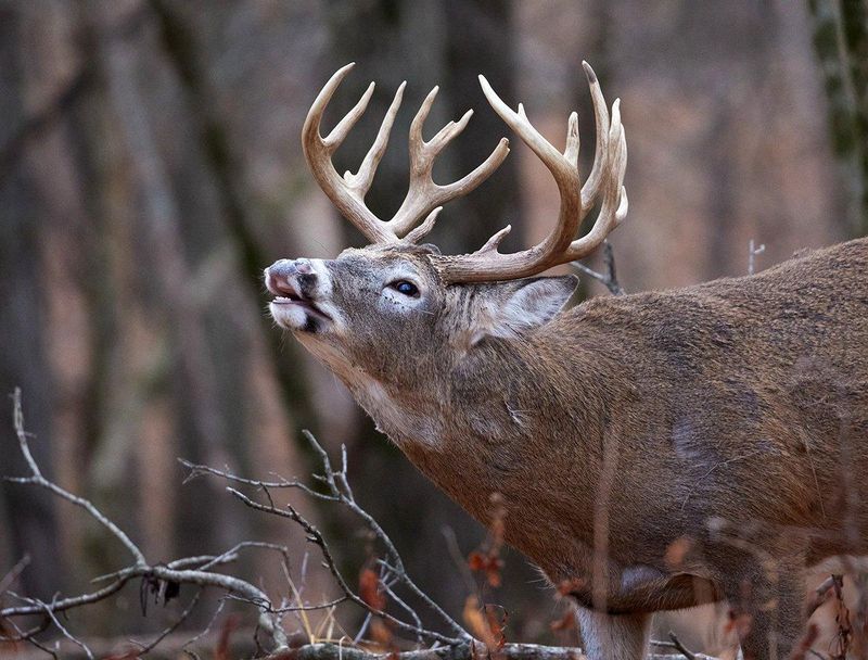 Vocal Deer During Rut