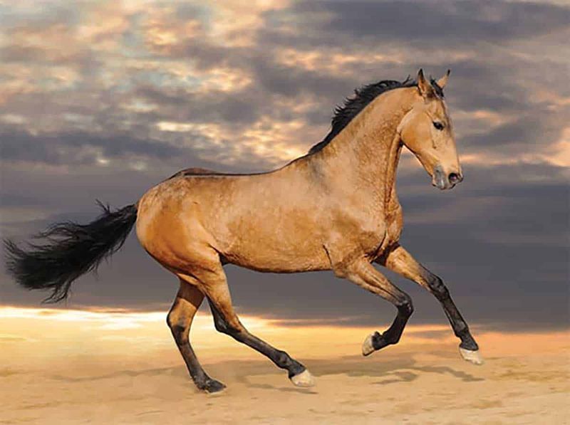 The Spirited Barb: Desert-Tough Determination
