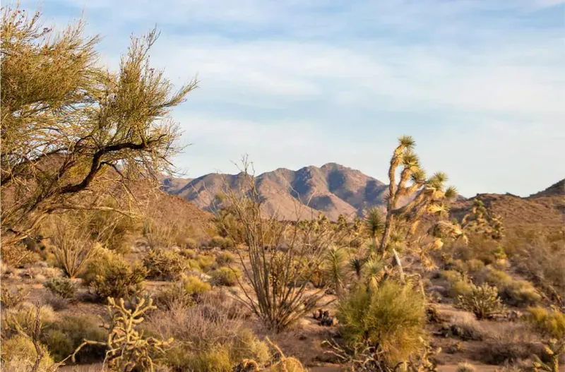 Exploring The Prehistoric Landscape Of The Mojave Desert
