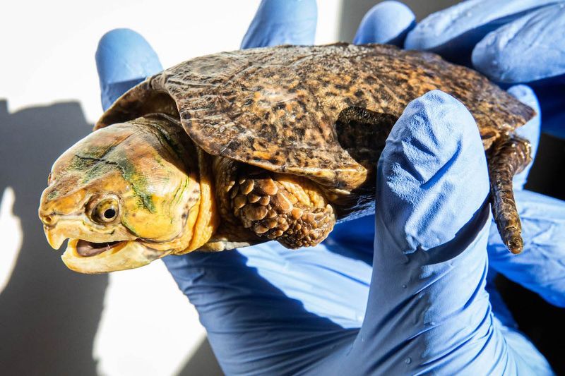 The Helmet Head: Big-Headed Turtle