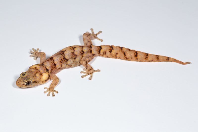 Why This Gecko Was Previously Overlooked By Scientists