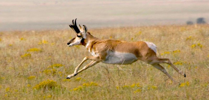 A Close Relative To The Antelope