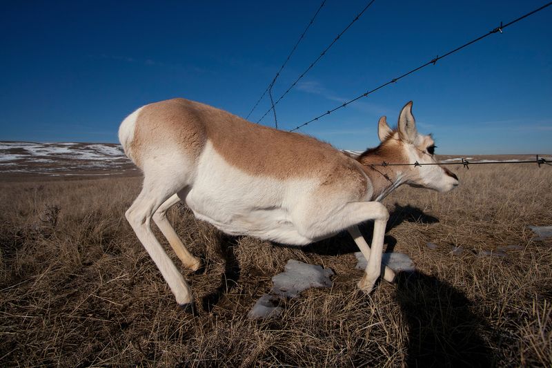 The Decline And Conservation Of Pronghorns