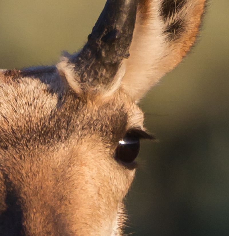Pronghorn's Extraordinary Vision