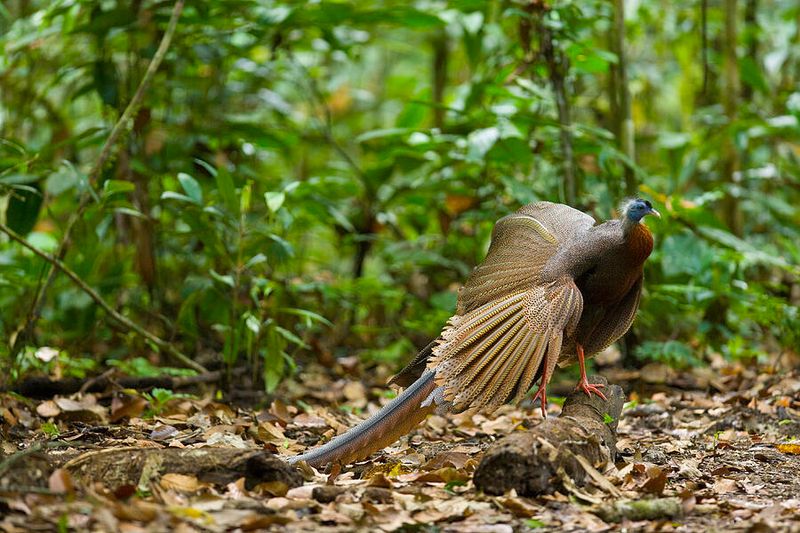 Nature's Disco Ball With Feathers