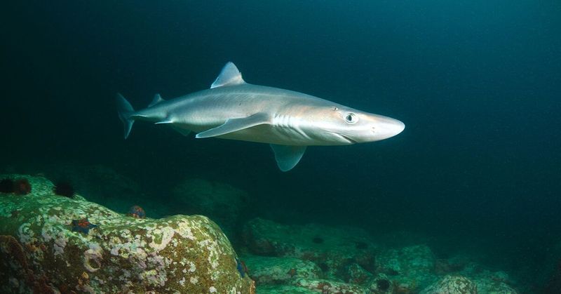 Can Sharks Really Detect Cancer?