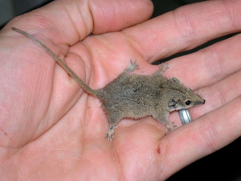 African Pygmy Mouse (Miniature Marvel)