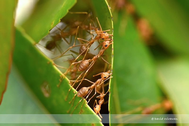 Shaping and Holding: Ants Get Handy with Their Mandibles