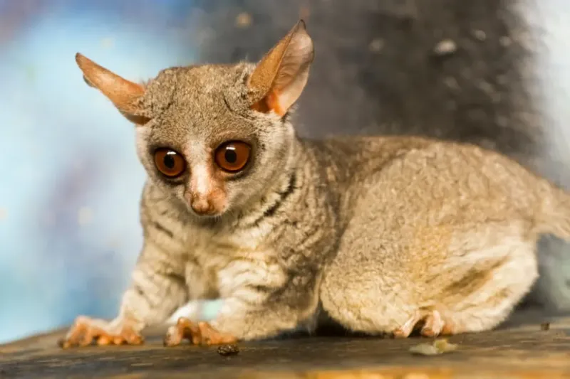 The Night Monkey That Isn't A Monkey