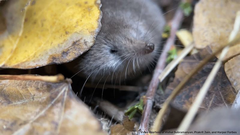 The Role Of Local Communities In Protecting The Mammal's Habitat