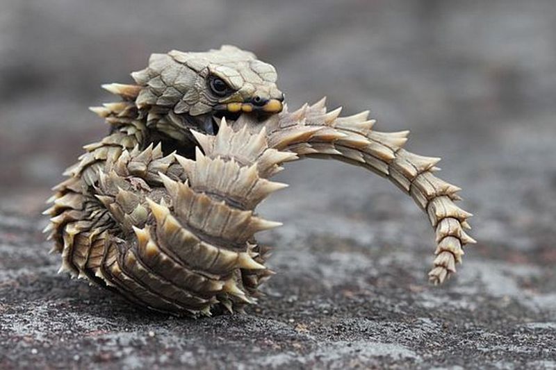 The Snake With Four Legs