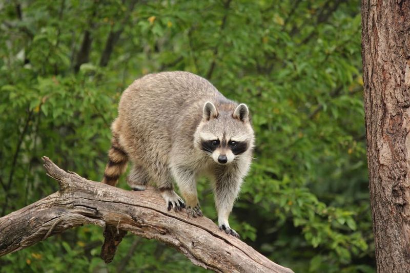 The Versatile Raccoon