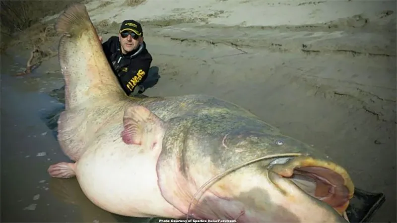 The Record-Breaking Giant Catfish Of The Mississippi River
