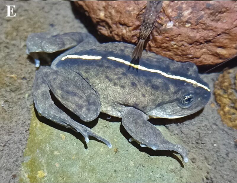 What Makes Alsodes Vittatus So Unique?