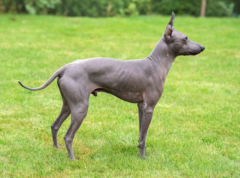 The Hairless Peruvian Wonder