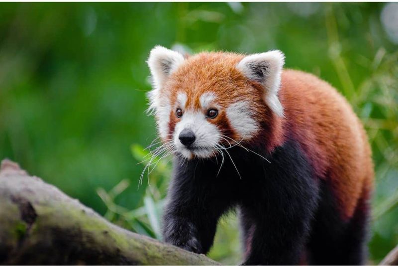 The Reclusive Red Panda