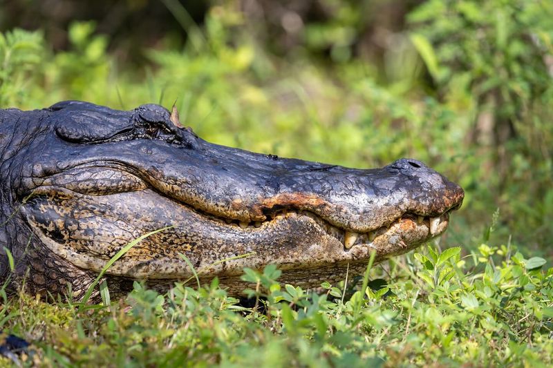 Why Alligators Matter For Miami's CO2 Levels
