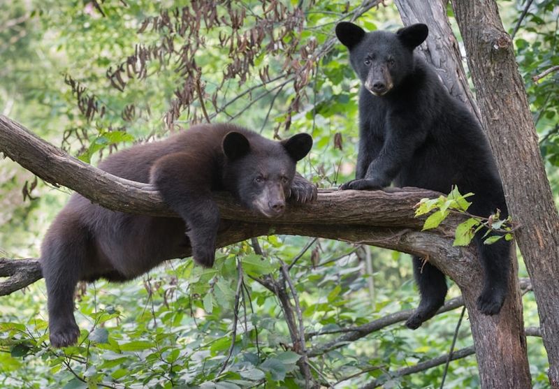 Bear Sightings In The Smokies: When And Where To Spot One