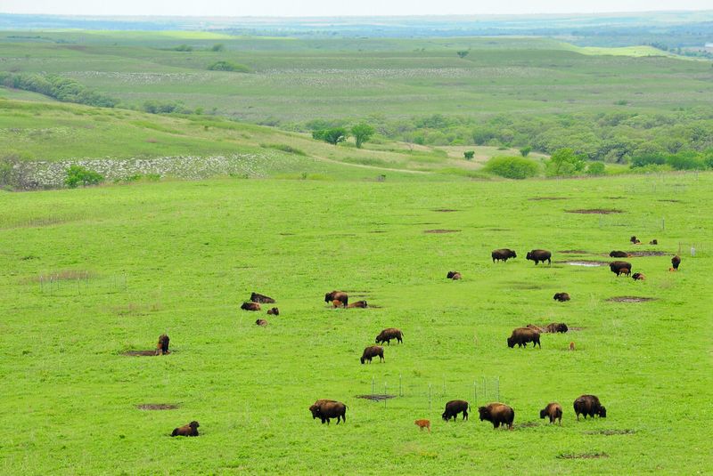 Nature's Lawnmowers