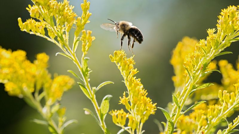 Why Bumblebees Are Declining Worldwide