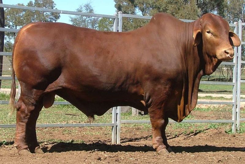 Australian Cattle Breeds: The Tough And Resilient Bovines Of The Outback