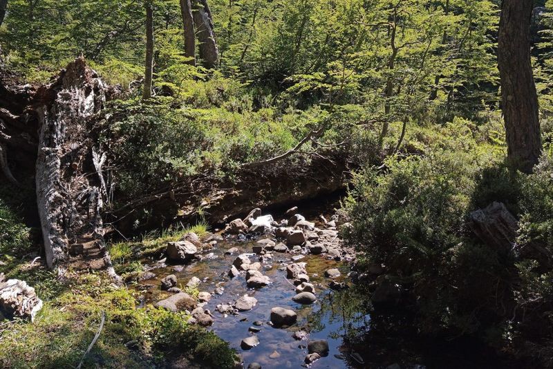 How Alsodes Vittatus Survived 130 Years In Hiding
