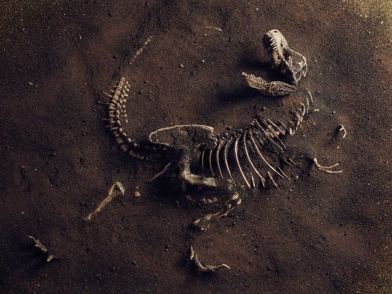 Dinosaur DNA Decoded