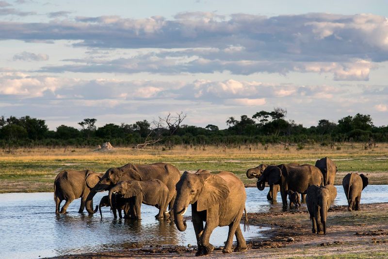 Why Elephants Are Often Found Near Water
