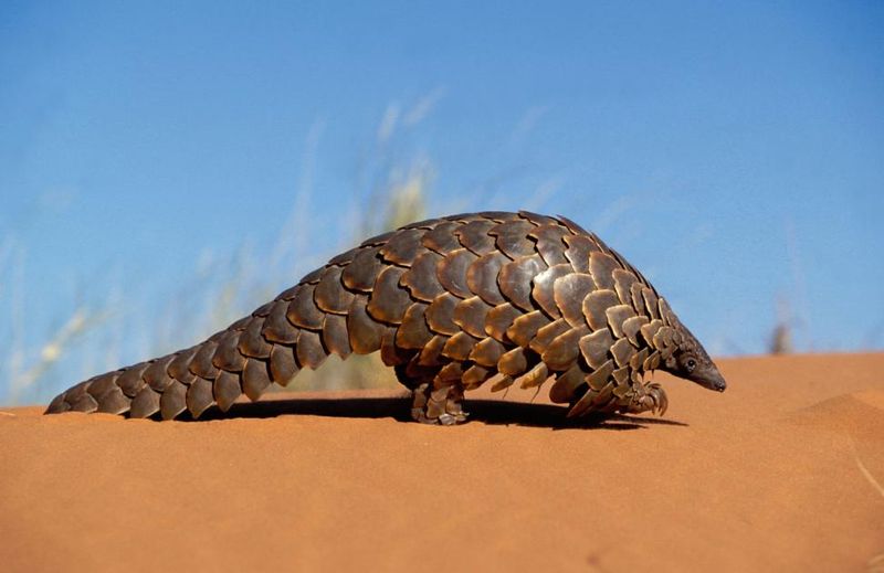 Physical Description Of The Electric Pangolin
