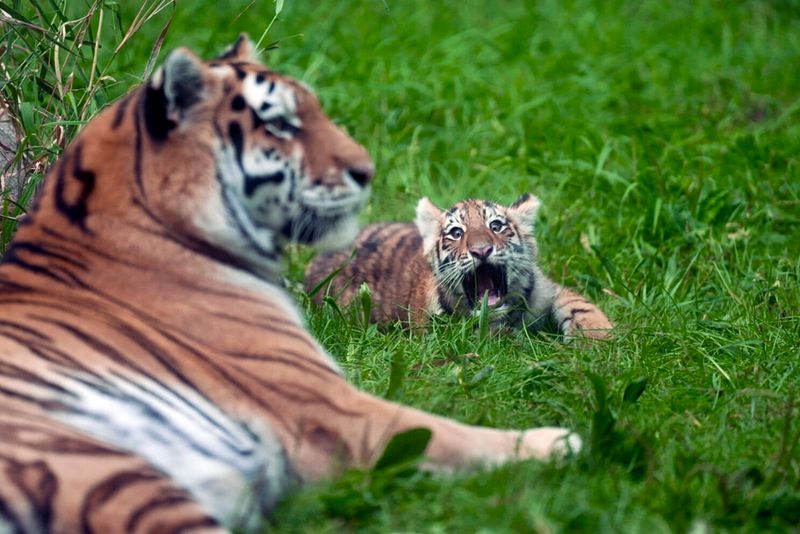 Challenges Of Raising Amur Tiger Cubs In Captivity