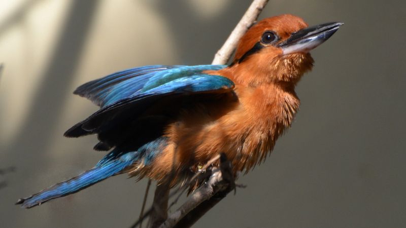 How The Guam Kingfisher's Comeback Could Inspire Other Conservation Projects