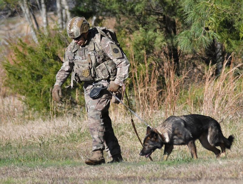 The Service Of Military Dogs In The War On Terror