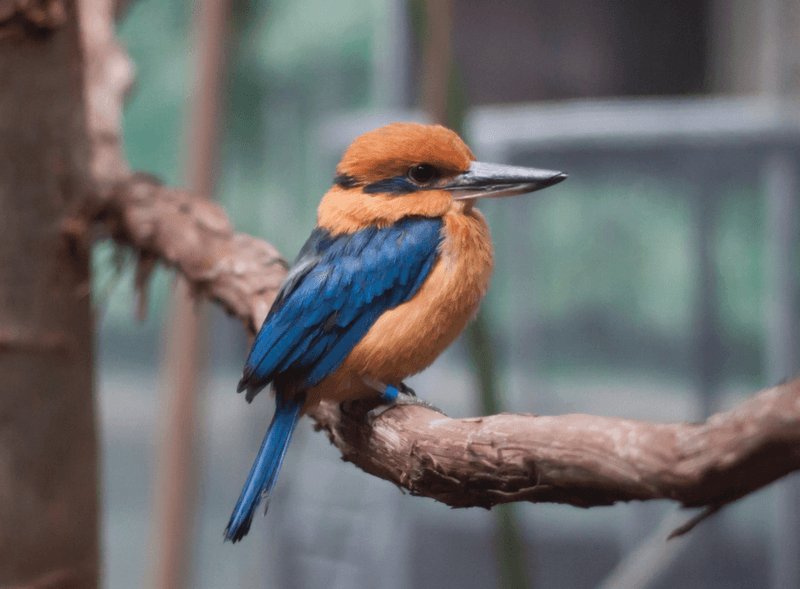 The Significance Of The Guam Kingfisher To The Island's Ecosystem