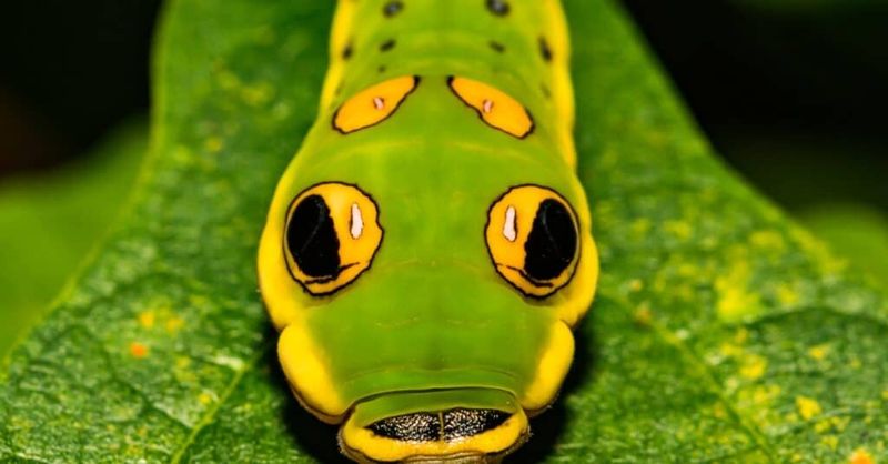 How Swallowtail Caterpillars Choose Their Food