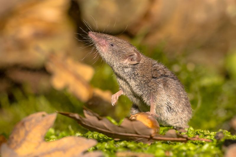 Understanding The Mammal's Diet And Its Role In The Ecosystem