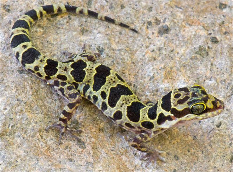 Comparisons To Other Known Geckos