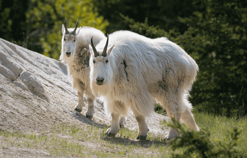 Environmental Pressures And Adaptation