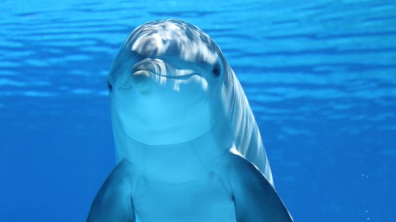 The Limitations Of Echolocation