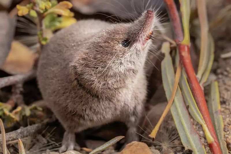 The Historical Background Of The California Mammal's Disappearance