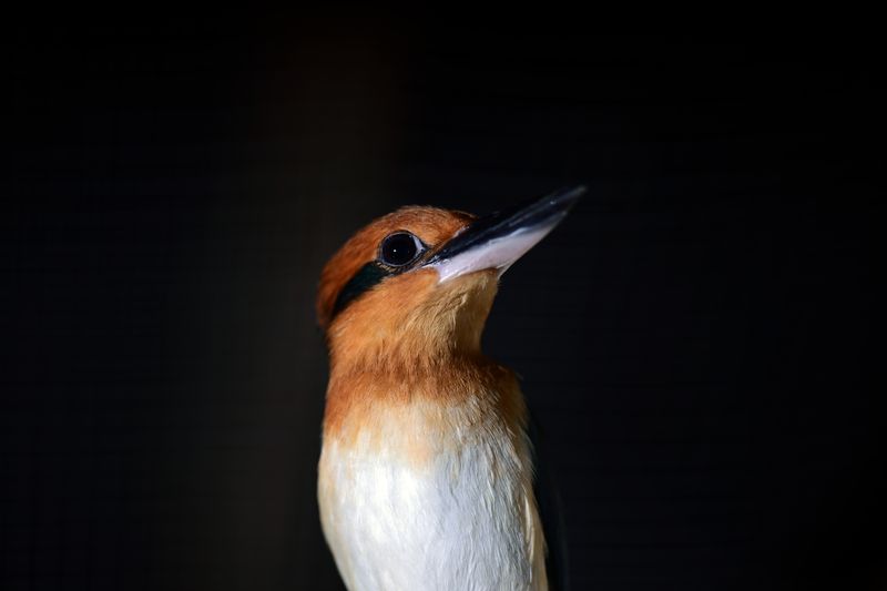 The Return To The Wild: Reintroducing The Kingfisher To Guam