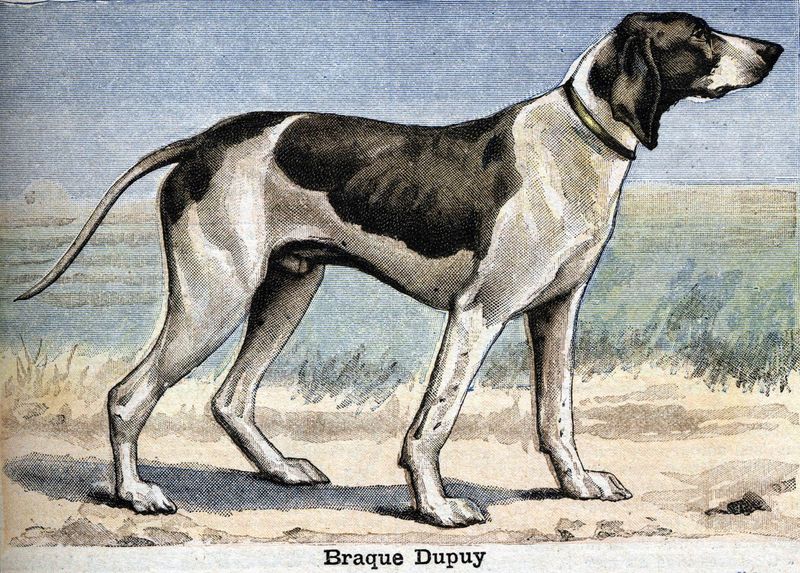The Braque Du Puy