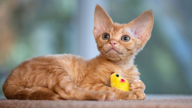 Caring For Your Ginger's Unique Needs