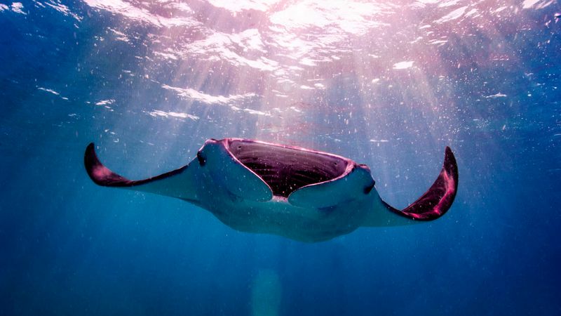 A Celebrity With Fins