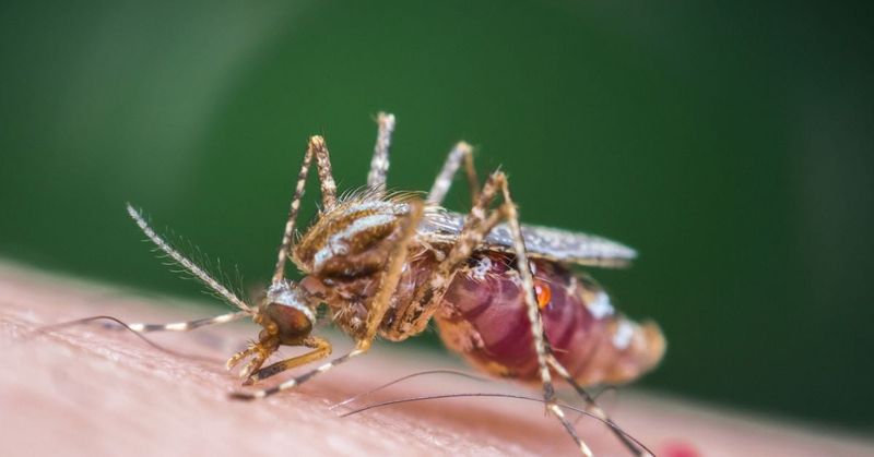 Buzzing Menace: Alaskan Mosquitoes