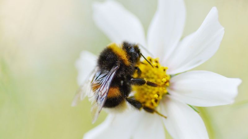 Bumblebee Species You Need To Know About