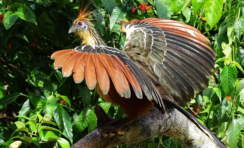 The Vibrant Hoatzin