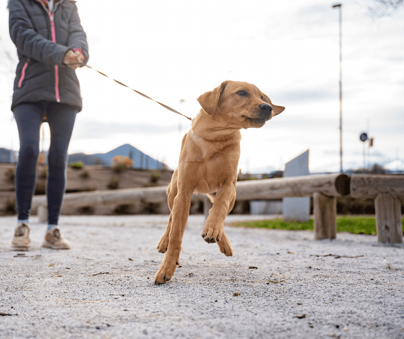 The Leash Learning Curve